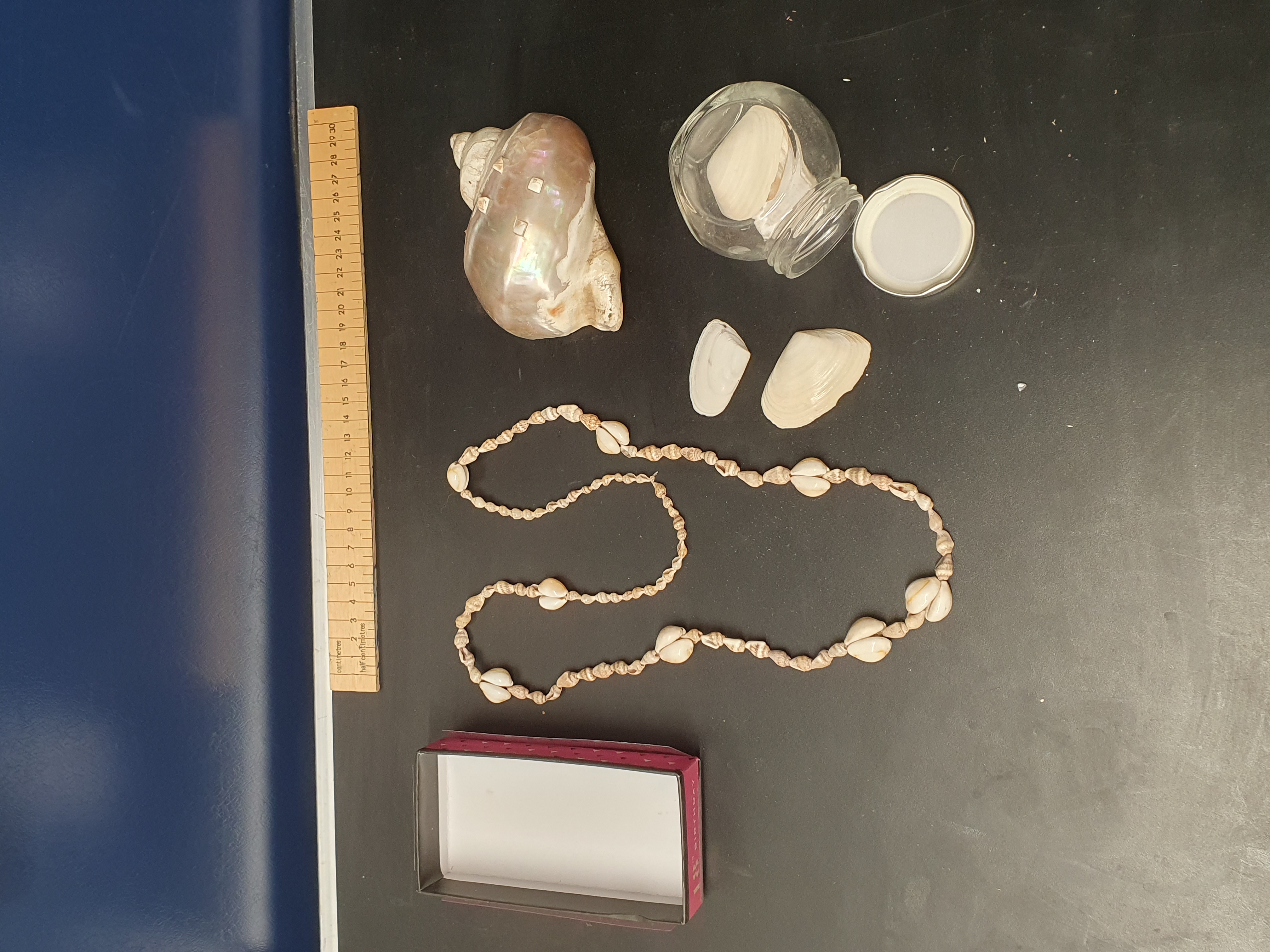 A Collection of Shells with A Shell Necklace