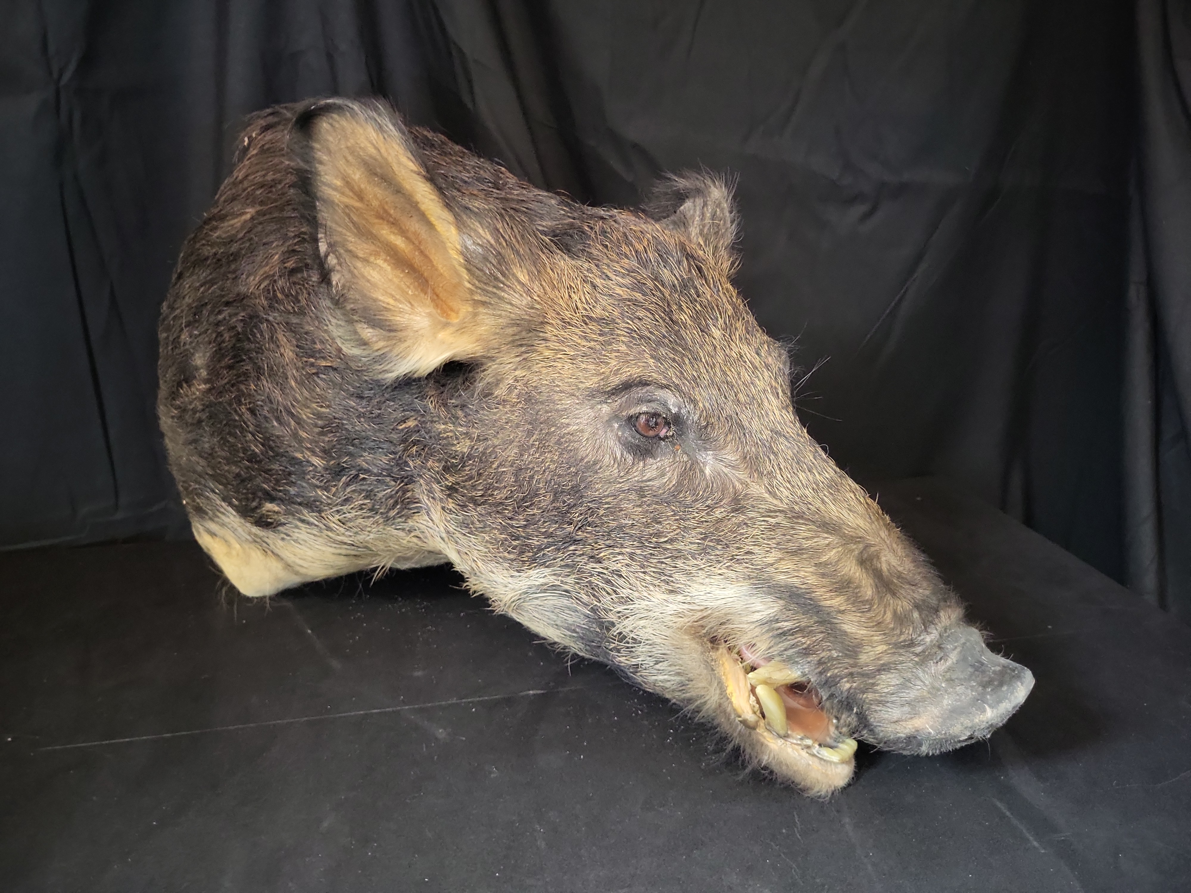 I03124 | Taxidermy Wild Boar Shoulder Mount