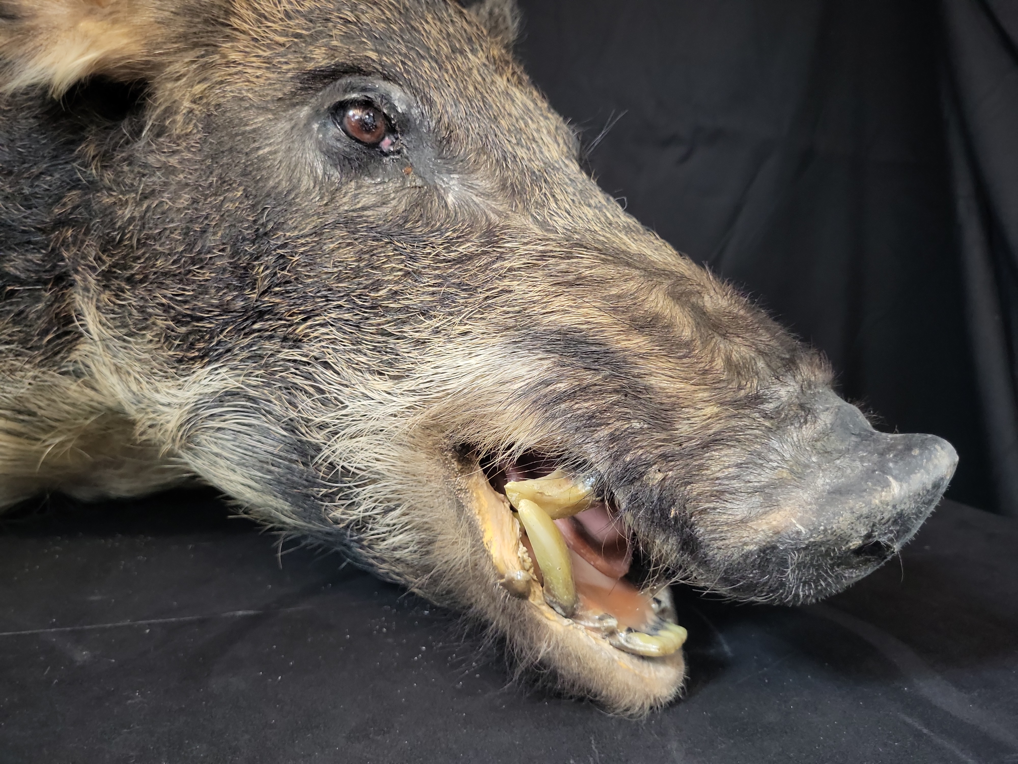 I03124 | Taxidermy Wild Boar Shoulder Mount