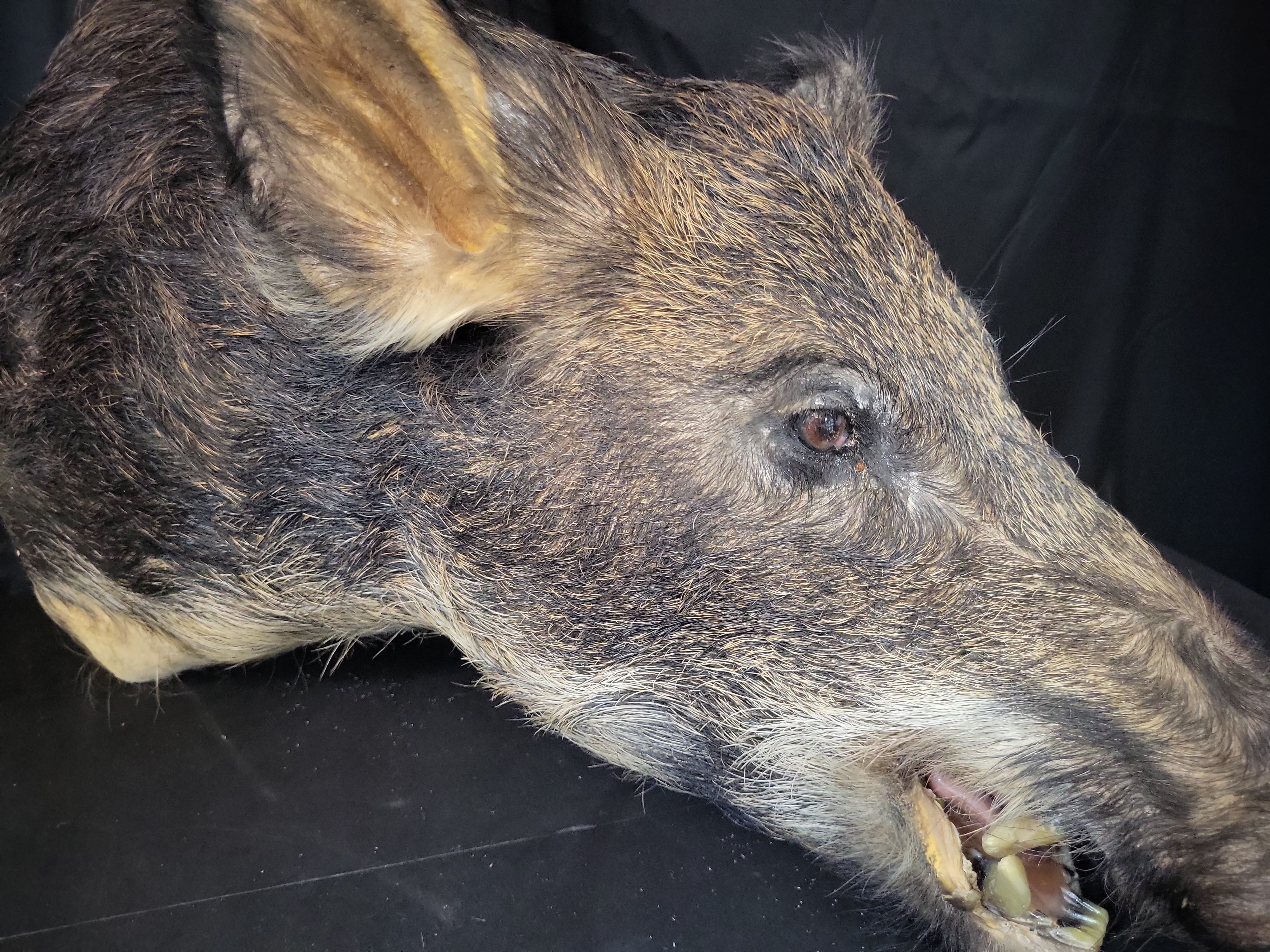I03124 | Taxidermy Wild Boar Shoulder Mount