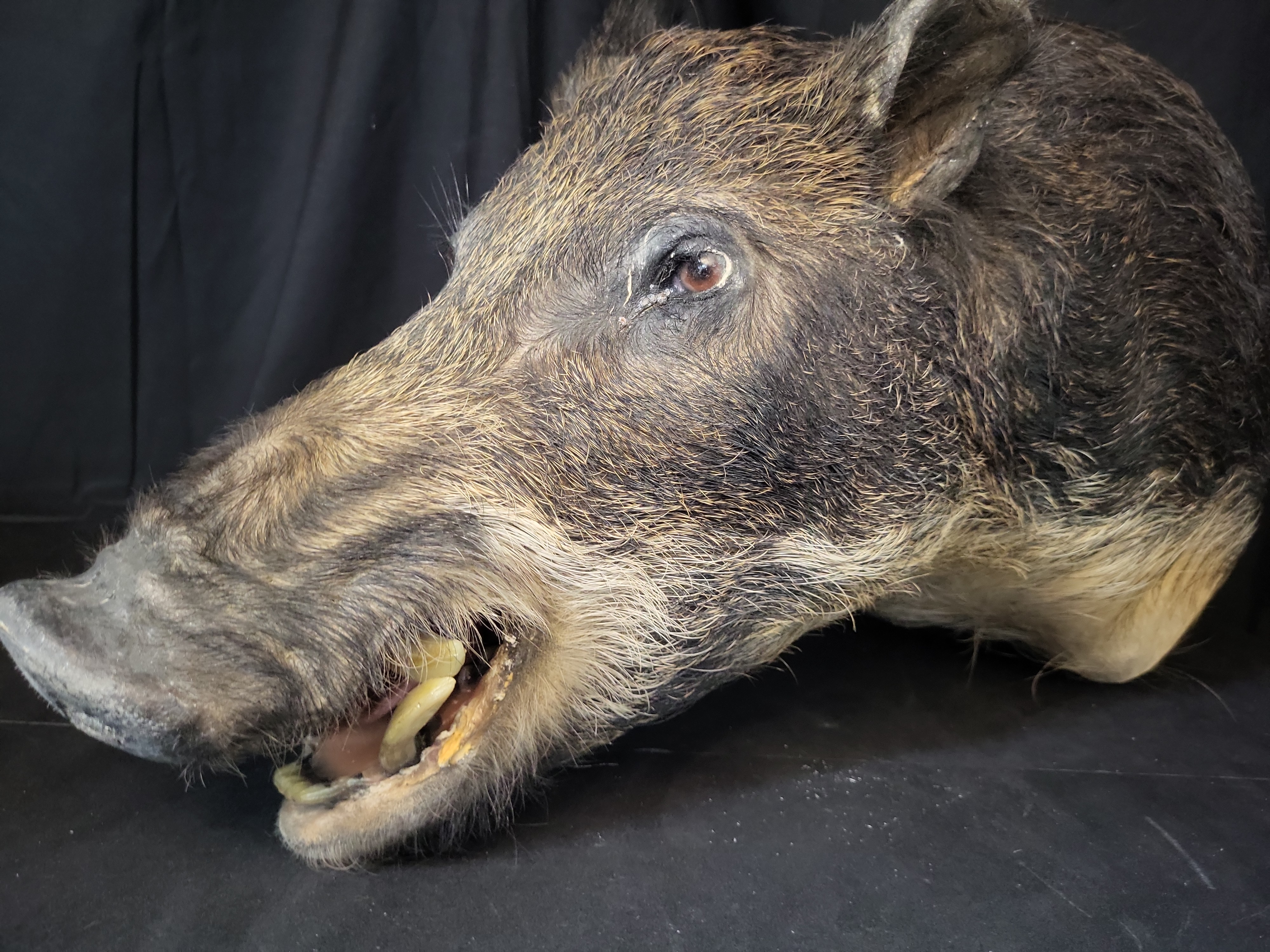 I03124 | Taxidermy Wild Boar Shoulder Mount
