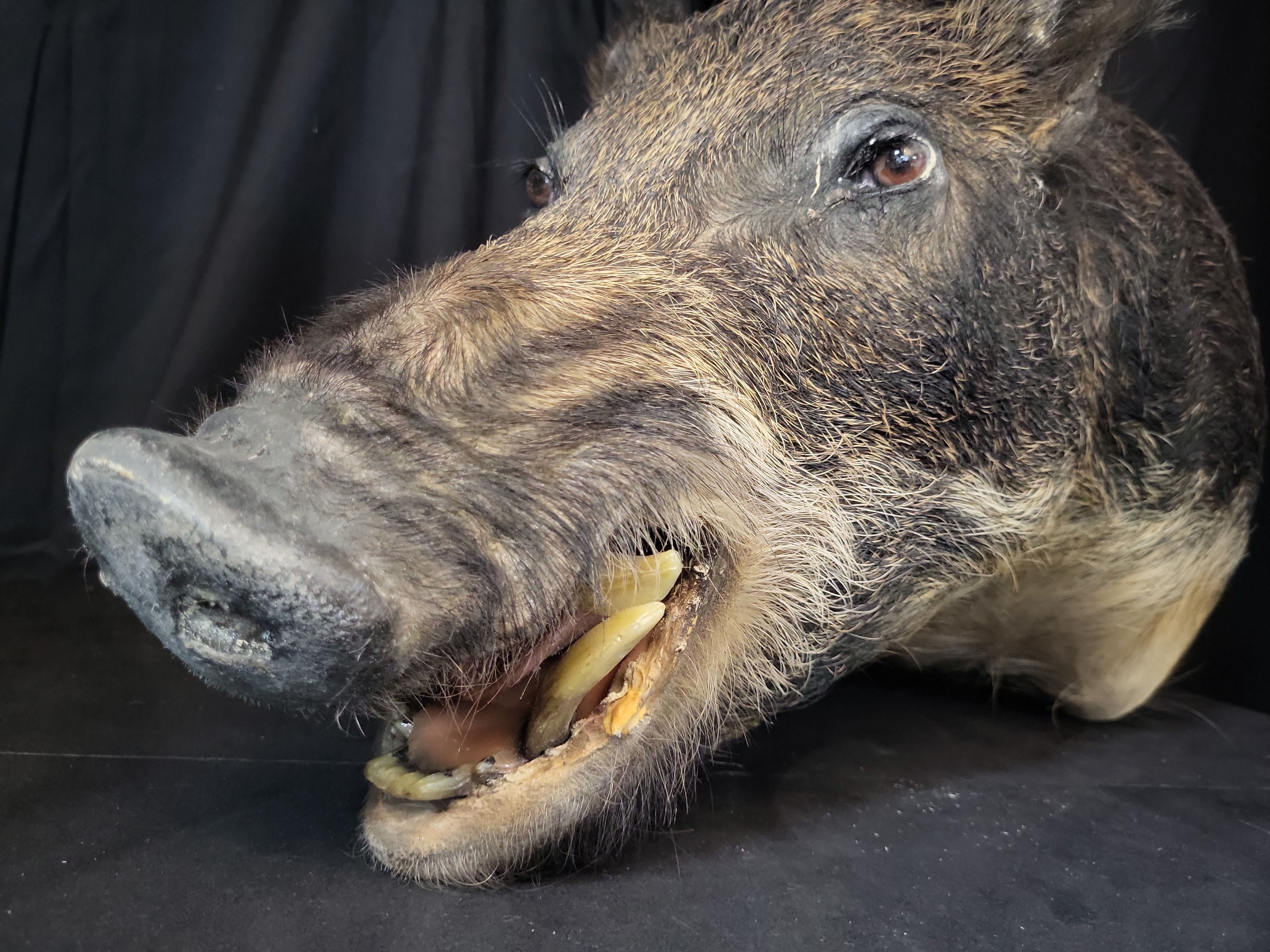 I03124 | Taxidermy Wild Boar Shoulder Mount