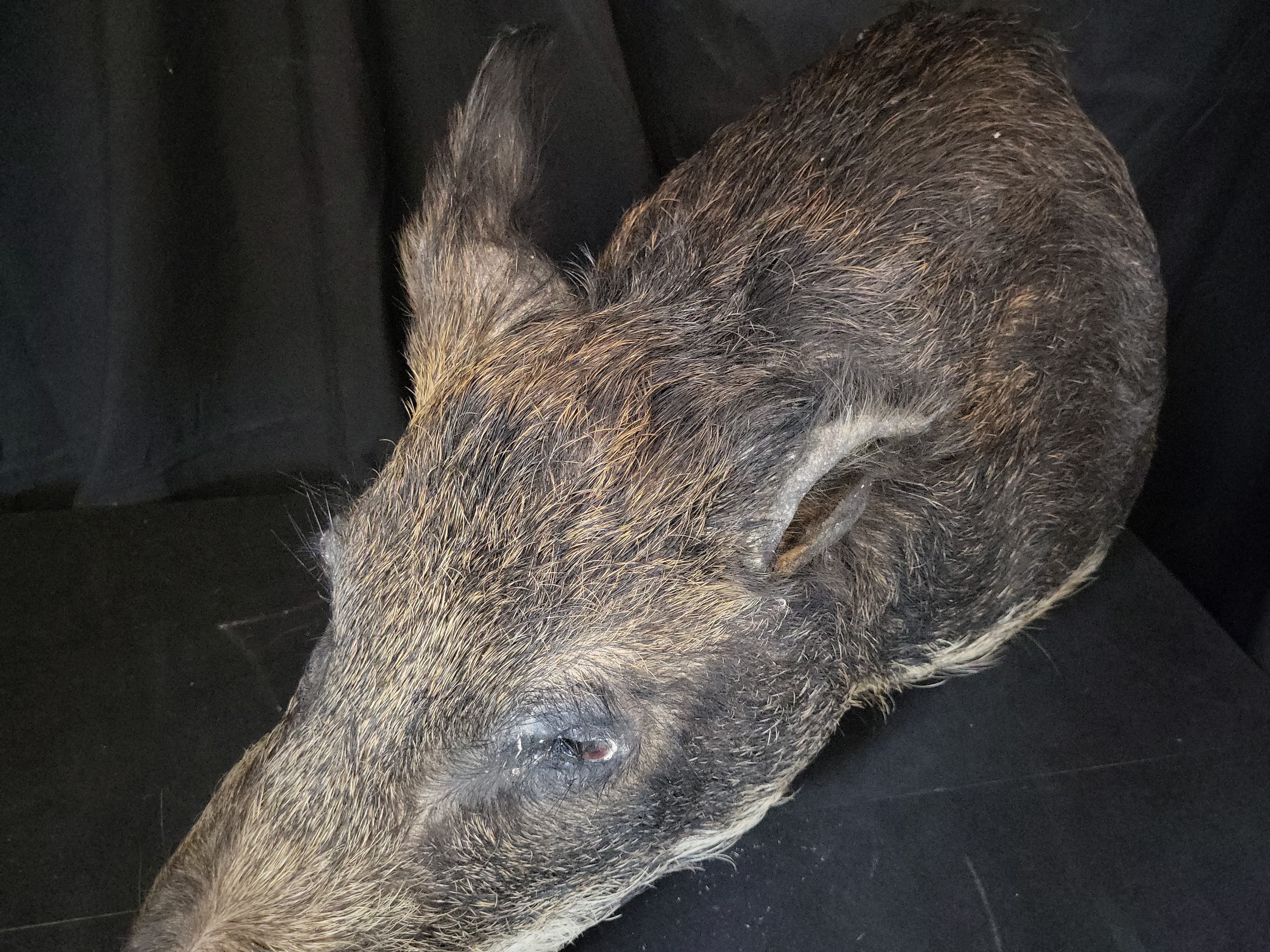 I03124 | Taxidermy Wild Boar Shoulder Mount