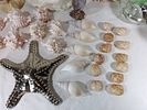 Seashell and Decorative Lot. Seashells and decorative items, including a variety of natural and Image - 1