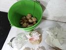 Seashell and Decorative Lot. Seashells and decorative items, including a variety of natural and Image - 3