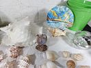 Seashell and Decorative Lot. Seashells and decorative items, including a variety of natural and Image - 4