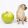 Meissen - porcelain figurine in the form of a Pug dog, late 19th century. Porcelain figurine Image - 1