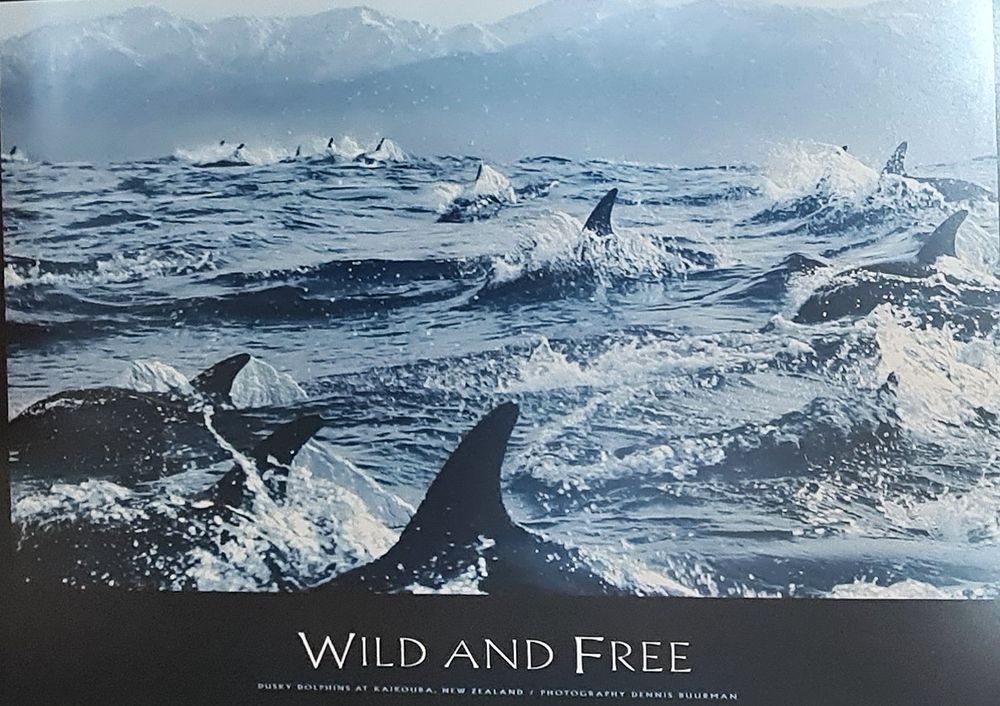 פוסטר - "דולפינים בניו זילנד " ממוסגר . מידות 63X72 ס"מ