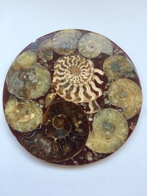 פריט דקורטיבי העשוי מליטוש של מאובני קונכיות עם חומרי מילוי. פריט יפה ומיוחד. 
קוטר: כ 11.5 ס"מ