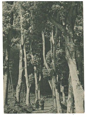 Открытка СССР 1955 год В камфоровой роще в Чакве. Состояние: Отличное