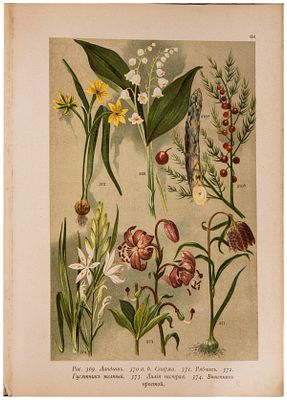 Гофман, К. Ботанический атлас по системе де-Кандоля : 80 хромолитографированных таблиц 
