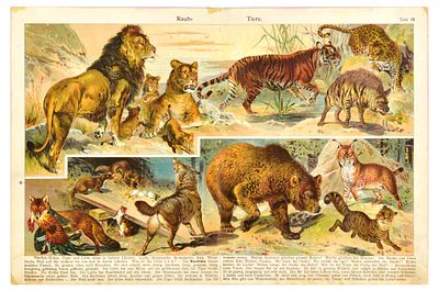 Animal Chromolithograph Print Set Wild Animals Woodland Fruit. Set of 3 antique magazine 