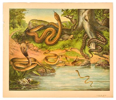 Antique Print Lithograph School Aid Snakes Cobra Frog. Original vintage educational card showing 