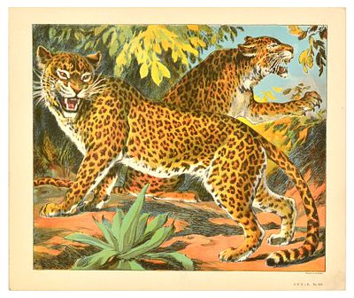 Antique Print Lithograph School Aid Leopard J F Schreiber. Original vintage educational card 