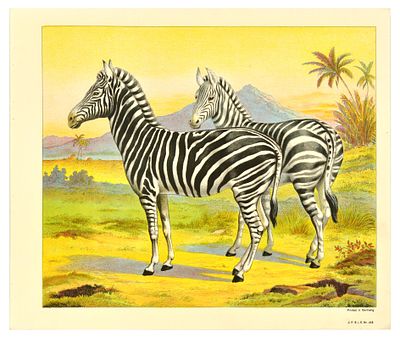 Antique Print Lithograph School Aid Set Elephant Zebra Camel Buffalo Schreiber. Set of 8 