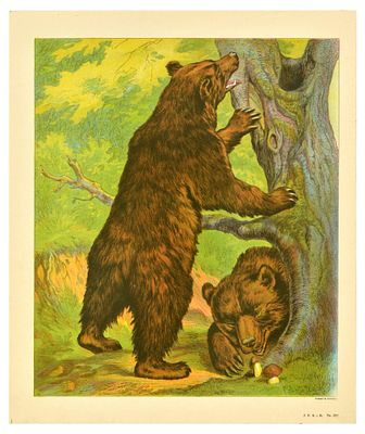 Antique Print Lithograph School Aid Goat Donkey Rat Bear Walrus Buffalo Schreiber. Set of 8 