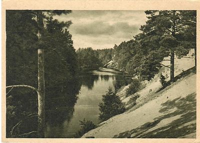 Окрестности Ленинграда. Сестрорецк. Сосновый лес.