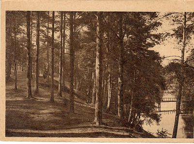 Окрестности Ленинграда. Сестрорецк. Река Сестра и дюны, поросшие соснами.