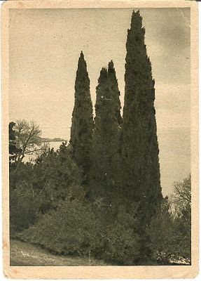 Алупка. Кипарисы (Утро).Прошла почту, заполнена. Заломы углов.