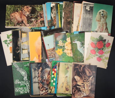 לוט מעל 100 גלויות שונות מהעולם בנושא בעלי חיים, בציור ובתמונות, גדלים שונים ומארז גלויות 