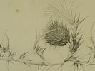 ANTIQUE AMERICAN PENCIL ON PAPER BOTANICAL PAINTING. An antique American pencil on paper Image - 1
