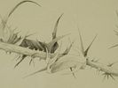 ANTIQUE AMERICAN PENCIL ON PAPER BOTANICAL PAINTING. An antique American pencil on paper Image - 2