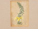 LOT OF BOTANICAL JAPANESE PRINTS BY HASHIMOTO YUZURU. A collection of three colorful prints. The Изображение - 1