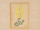 LOT OF BOTANICAL JAPANESE PRINTS BY HASHIMOTO YUZURU. A collection of three colorful prints. The Изображение - 2
