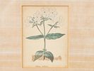 LOT OF BOTANICAL JAPANESE PRINTS BY HASHIMOTO YUZURU. A collection of three colorful prints. The Изображение - 3