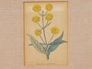 LOT OF BOTANICAL JAPANESE PRINTS BY HASHIMOTO YUZURU. A collection of three colorful prints. The Изображение - 4
