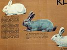 A SOVIET POSTER RABBIT BREEDING AND UPKEEP 1931. A Soviet poster: Razvedeniye i soderzhanie Изображение - 1