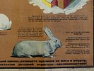 A SOVIET POSTER RABBIT BREEDING AND UPKEEP 1931. A Soviet poster: Razvedeniye i soderzhanie Изображение - 3