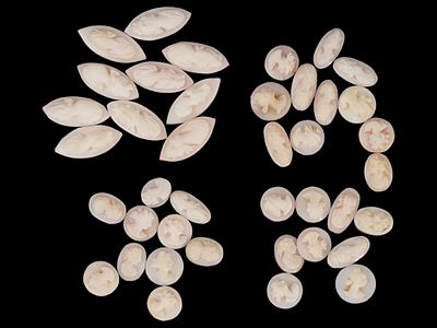 LOT OF 40 CARVED PORTRAIT CORAL SHELL CAMEO MEDALLIONS. A collection of 40 carved coral stone 