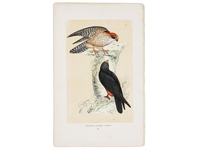 ALEXANDER LYDON BRITISH COLOR WOODBLOCK OF BIRDS. Hand-colored woodblock on paper by Alexander 