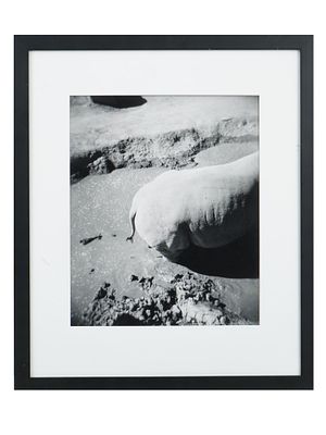 VINTAGE ANIMAL PHOTOGRAPH BY BERT ENGEL 2002. A vintage black and white animal photograph by 