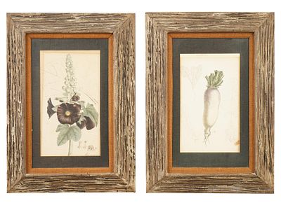 TWO VINTAGE BOTANICAL MALLOW AND DAIKON LITHOGRAPHS. A lot of two vintage botanical lithographs. 