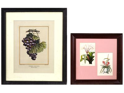 FRENCH HAND COLORED BOTANICAL ENGRAVINGS ON PAPER. A lot of two French hand colored engravings 