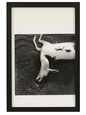 ЛИМИТИРОВАННОЕ ИЗДАНИЕ ФОТОГРАФИИ АНТИЛОПЫ, ПОДПИСАНО. Черно-белая фотография на фотобумаге. 