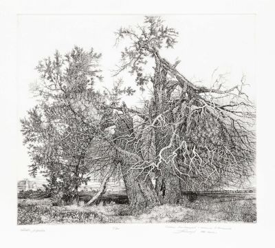 Никиреев С.М. (1932-2007 гг) - Два дерева. Оттиск 2010 г. с доски 1999 г. Бумага, офорт. 42 Х 45 