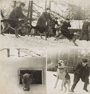 Геринас А.М.(1932-1984) - Сет из трех фотографий &laquo;Советская милиция. Кинологи&raquo;. [1970-е гг.] 42х40 