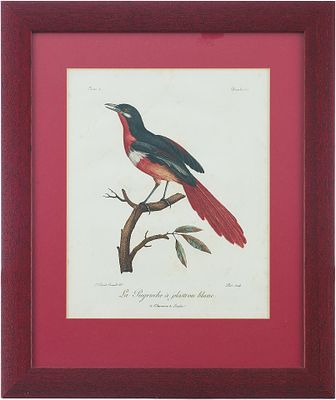 Литография из цикла &laquo;Античные птицы Африки&raquo;. Lebrecht Reinold.Париж, Франция1799-1808 ггцветная 