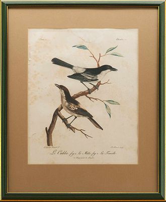 Гравюра из издания Франсуа ЛеВеллан. &laquo;Естественная история птиц Африки&raquo;. J.F. Lebrecht 