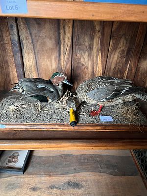 A taxidermy study of two ducks.