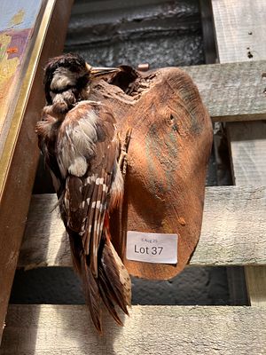 A vintage taxidermy study of a Woodpecker.