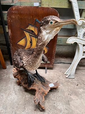 A vintage taxidermy study of a Great Cormorant with green eyes.2ft tall.