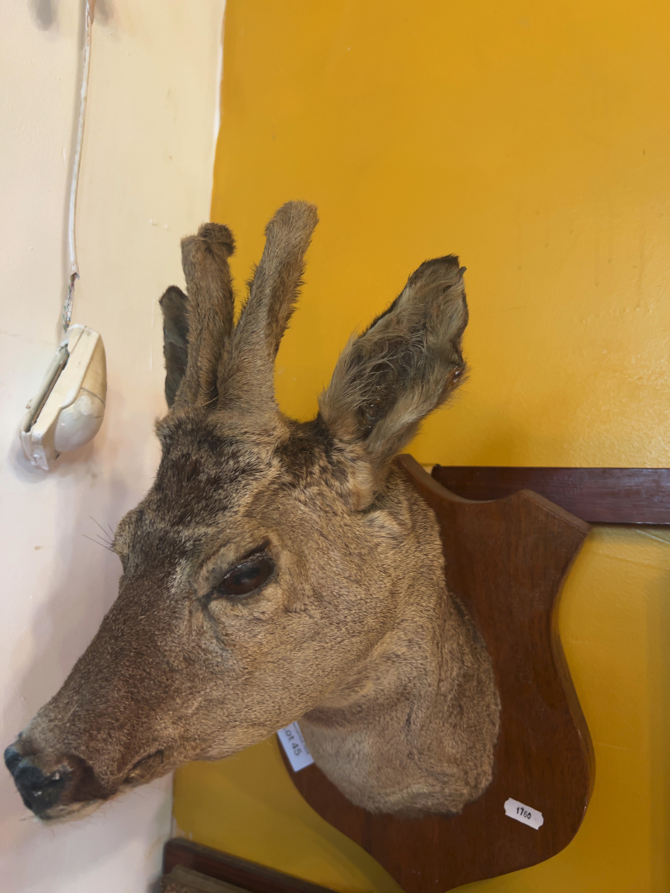 Roe Deer Taxidermy Perruque Shoulder Mount on Wooden Shield Plaque