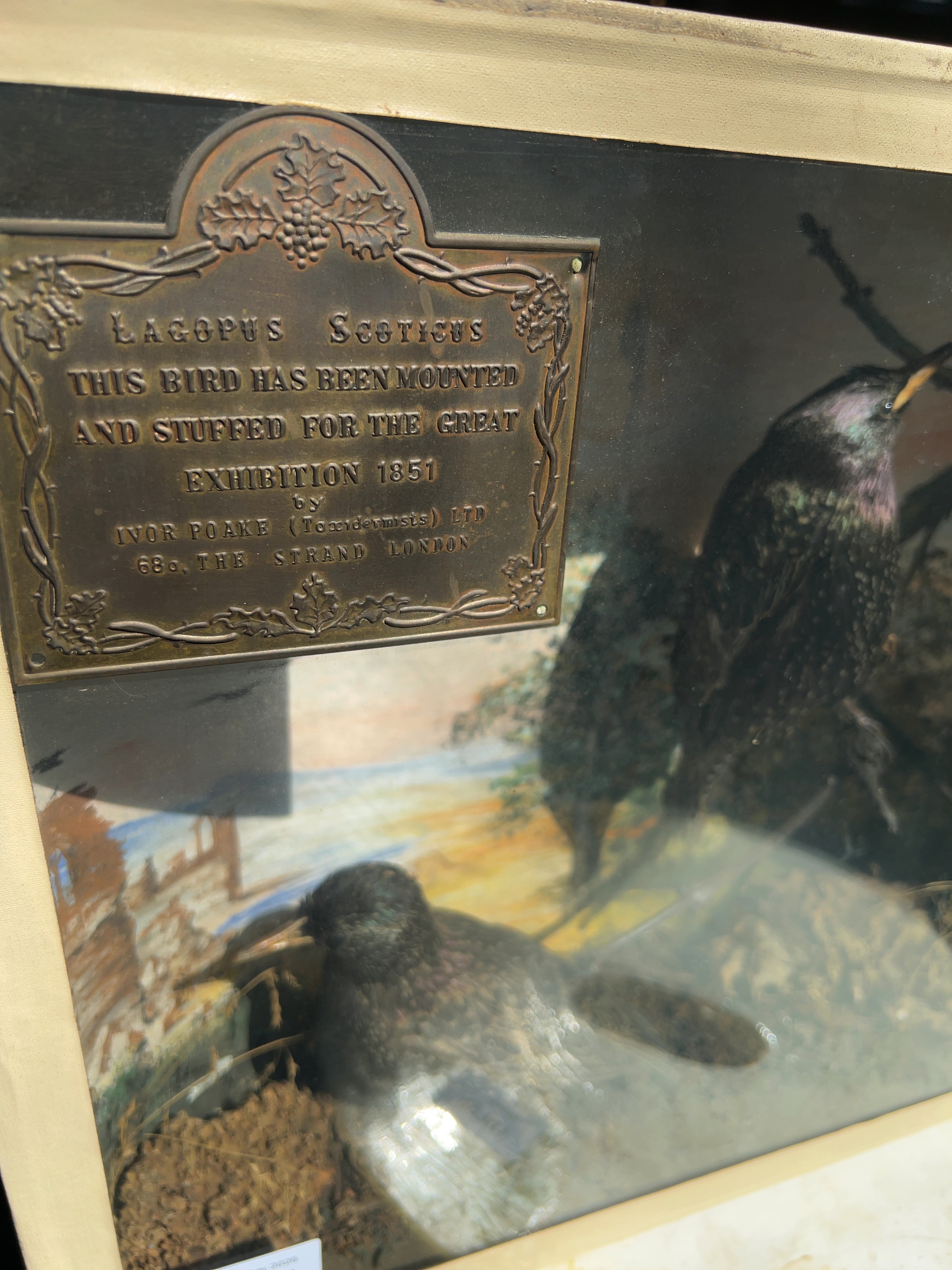 Taxidermy Case containing Two Starlings in Victorian-Style Gold-Painted Bow-Fronted