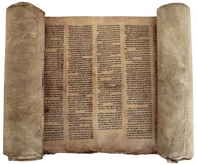 An Incomplete Torah Scroll written on גוויל (Gevil). This Torah Scroll is written on גוויל 