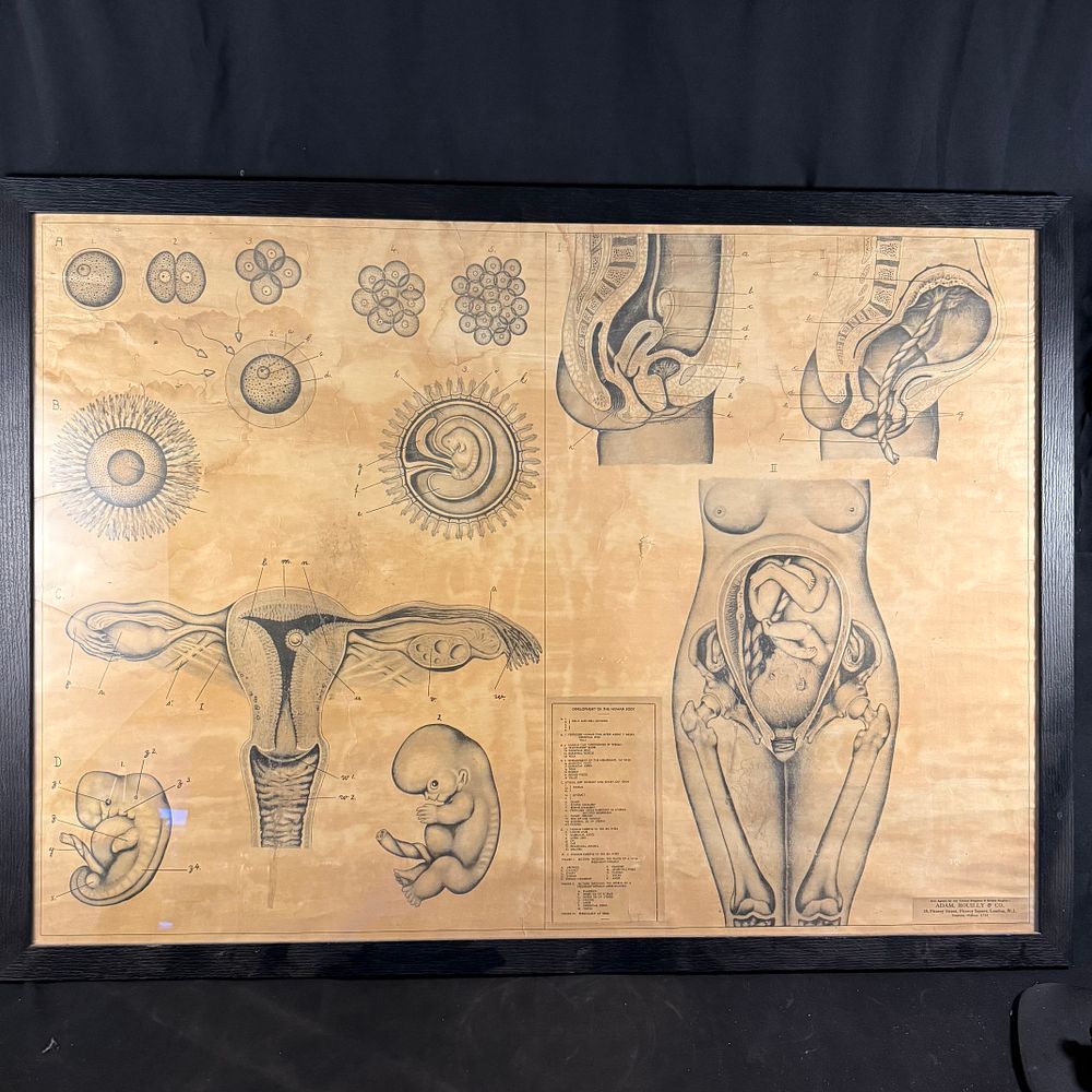 Lot 202: Rudolf Schick Anatomical Paper Teaching Chart
