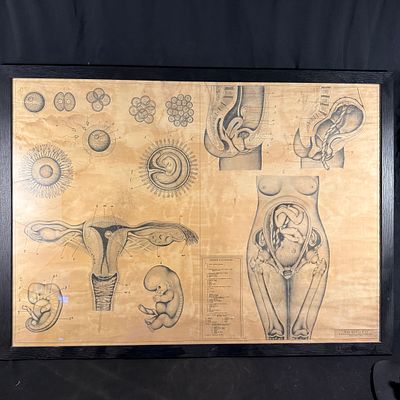 Rudolf Schick Anatomical Paper Teaching Chart. Mid-20th century medical instructional chart 